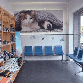 N sala de espera perros
